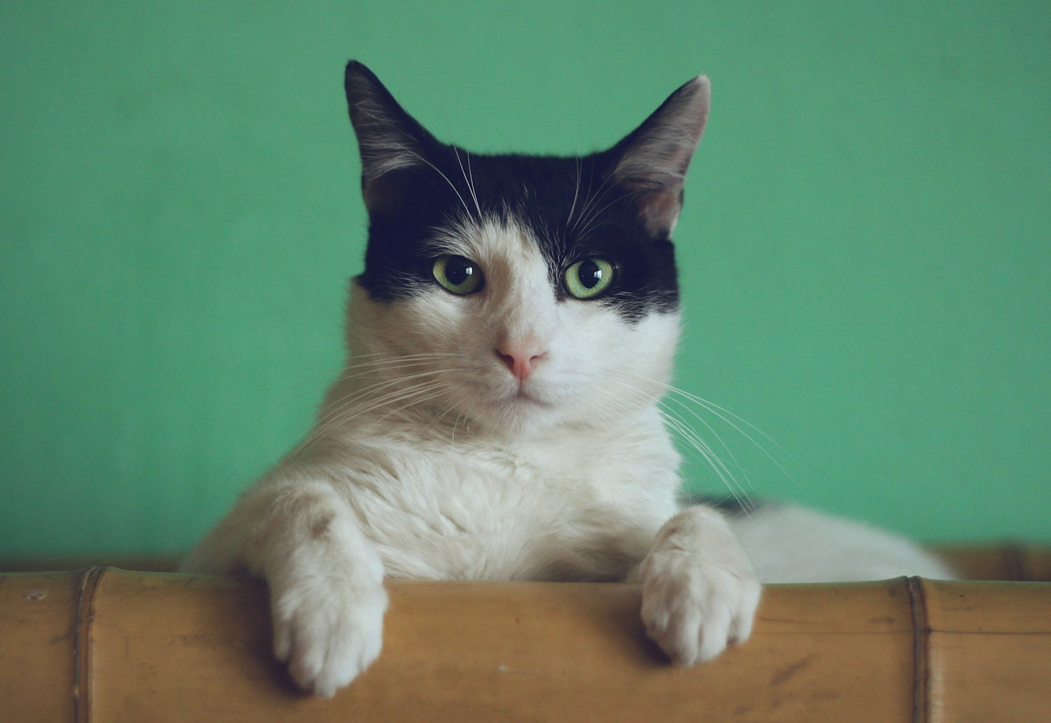 Cat — elurp cats collection