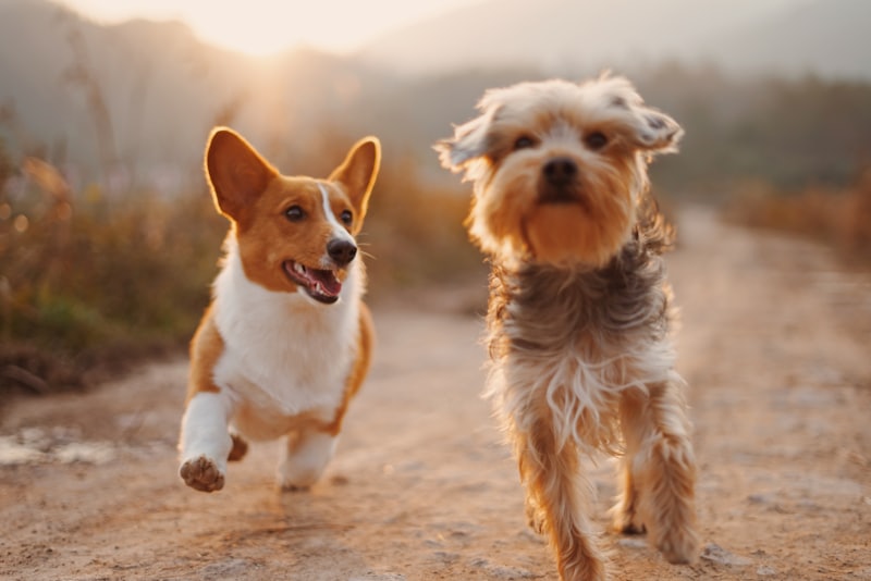 Happy pets bundle