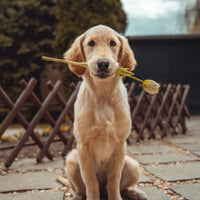 New Puppy Starter Kit
