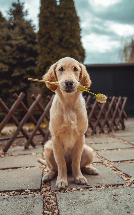 New Puppy Starter Kit