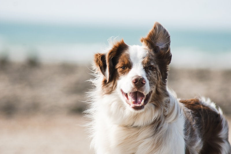 Silicone paw cleaner for dogs